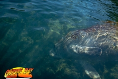Homosassa-River-2020-63