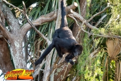 Homosassa-River-2020-77