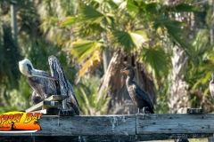 Homosassa-River-2020-82