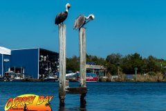 Homosassa-River-2022-11