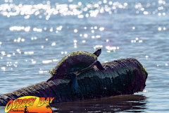 Homosassa-River-2022-126