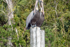 Homosassa-River-2022-128
