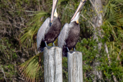 Homosassa-River-2022-129