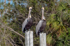Homosassa-River-2022-130