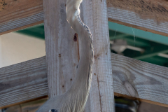 Homosassa-River-2022-133