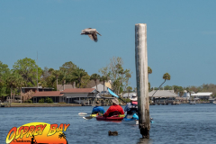 Homosassa-River-2022-28