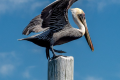 Homosassa-River-2022-32
