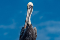 Homosassa-River-2022-33