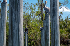 Homosassa-River-2022-34
