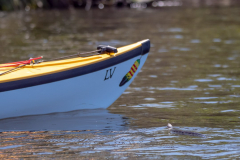 Homosassa-River-2022-43