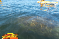 Homosassa-River-2022-46