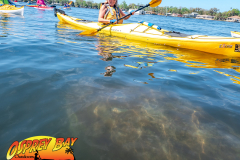 Homosassa-River-2022-47