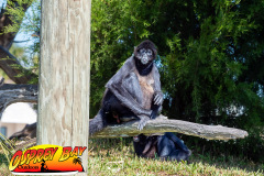 homosassa-2026-20