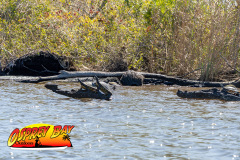 homosassa-2026-47