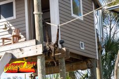 homosassa-2026-98
