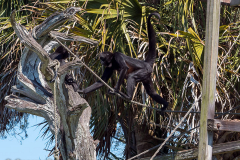 Homosassa-River-2021-10