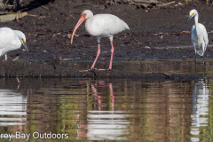 Homosassa-River-2021-120