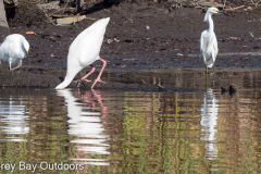 Homosassa-River-2021-121