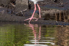 Homosassa-River-2021-122