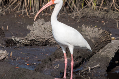 Homosassa-River-2021-123