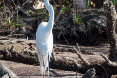 Homosassa-River-2021-130