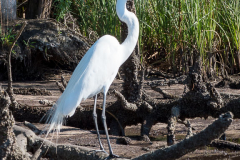 Homosassa-River-2021-135