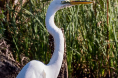 Homosassa-River-2021-137