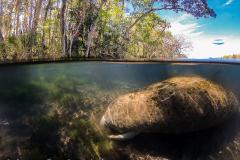 Homosassa-River-2021-141