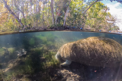 Homosassa-River-2021-142