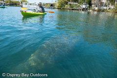 Homosassa-River-2021-68