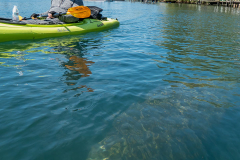 Homosassa-River-2021-69