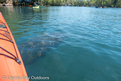 Homosassa-River-2021-70
