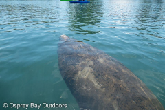 Homosassa-River-2021-71