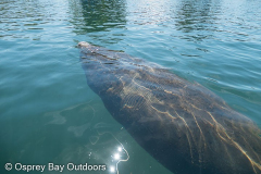 Homosassa-River-2021-72