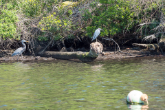 Homosassa-River-2021-95