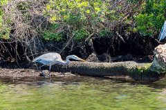 Homosassa-River-2021-96