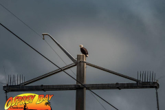 Myakka-river-2021-155