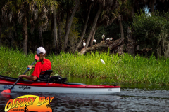 Myakka-river-2021-156