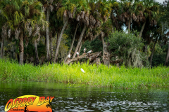 Myakka-river-2021-157