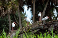 Myakka-river-2021-158