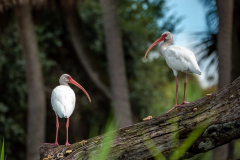 Myakka-river-2021-159