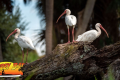 Myakka-river-2021-160