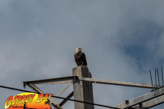 Myakka-river-2021-57