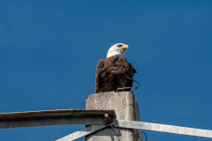 Myakka-river-2021-58