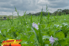 Myakka-river-Sept2022-127