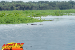 Myakka-river-Sept2022-151