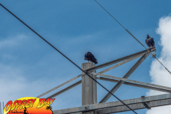 Myakka-river-Sept2022-153