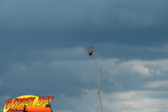 Myakka-river-Sept2022-154