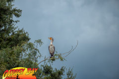 Myakka-river-Sept2022-173