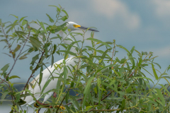 Myakka-river-Sept2022-176